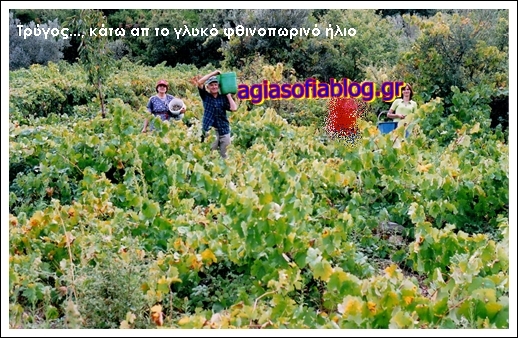 3 τρύγος